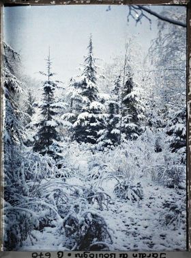 Image représentant La forêt vosgienne ?