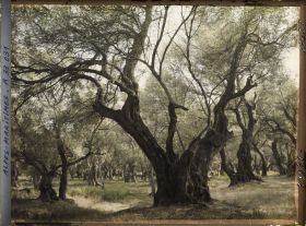 Image représentant Forêt d'oliviers