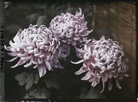 Image représentant Exposition de chrysanthèmes