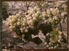 Image représentant Cépage blanc dit Semillon