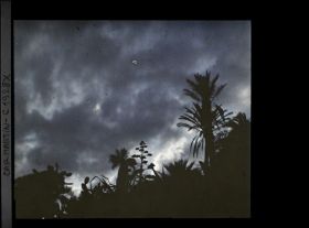 Image représentant Palmiers, opuntias et fleur d'agave se découpant à contre-jour dans la lumière du soir
