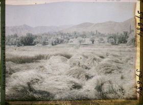 Image représentant Afghanistan, Meidan, Champ de blé