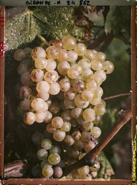 Image représentant Cépage blanc dit Sémillon