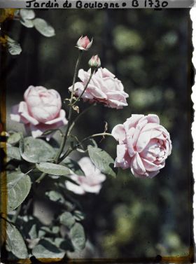 Image représentant Grappe de roses rose violacé