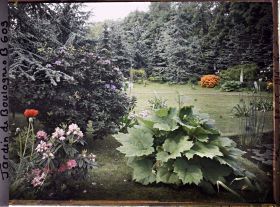 Image représentant Marais et forêt bleue