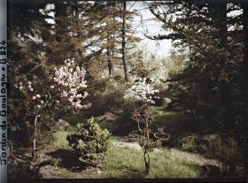 Image représentant Arbustes en fleurs, au bord d'une allée du " sanctuaire japonais ", parallèle au verger-roseraie ?