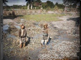 Image représentant L'étendage des souches de liseron d'eau et la pêche aux crustacés d'eau douce