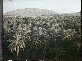 Image représentant Le soir, vue sur la palmeraie de Zenaga