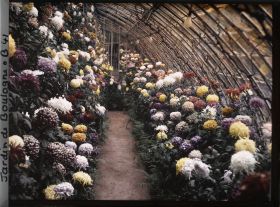 Image représentant Collection de chrysanthèmes située dans une des serres adjacentes au jardin d'hiver