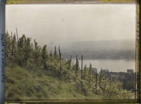 Image représentant Allemagne, Königswinter, Un aspect du Rhin à Königswinter (vignes)