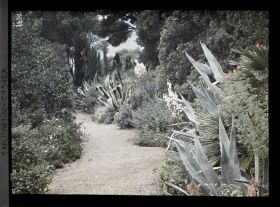 Image représentant Allée ponctée d'agaves et de yuccas en fleurs, menant vers l'ouest de la propriété, vue prise à 10 h