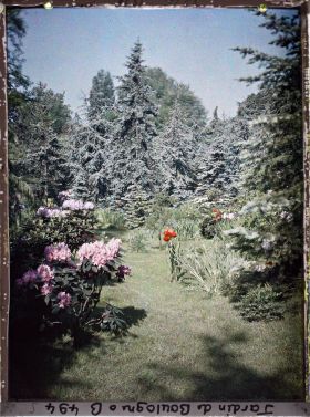 Image représentant Parterres d'azalées fleuries au pied des confières de la forêt bleue