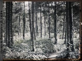 Image représentant La forêt vosgienne