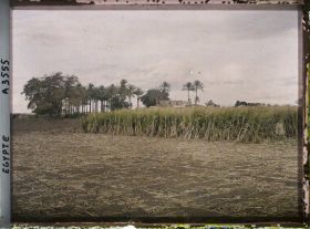 Image représentant Champ de canne à sucre près du village de Matariah