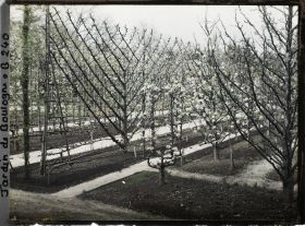 Image représentant Fruitiers en fleurs de formes variées, en partie sud-est du verger-roseraie, vus vers la forêt bleue