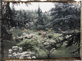 Image représentant Azalées près des sapins bleus