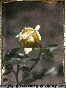 Image représentant Bouton de rose jaune