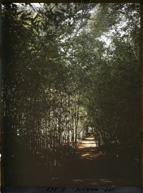 Image représentant Une allée dans le bois de bambous