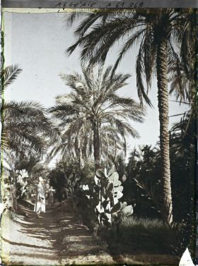 Image représentant Une allée de l'oasis de Ghardhaïa
