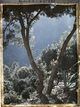 Image représentant Brume du matin dans les gorges