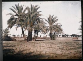 Image représentant Cultures, palmiers et tentes de nomades, à la lisière de l'oasis