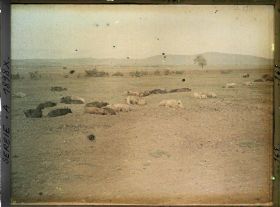Image représentant Porcs au pâturage dans le Kosovo Polje ou plaine du Kosovo