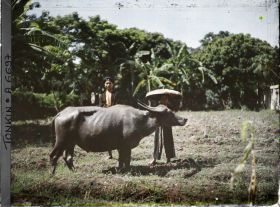 Image représentant Un buffle et sa gardienne