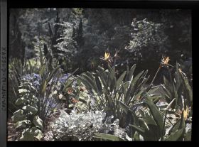 Image représentant Plants de strelitzias en fleurs dans un massif fleuri