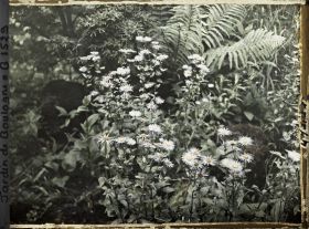 Image représentant Buisson d'Asters