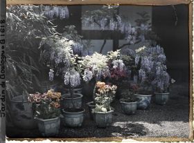 Image représentant Zoom sur glycines, azalées et calcéolaires en pots fleuries ; maison de l'est du village japonais