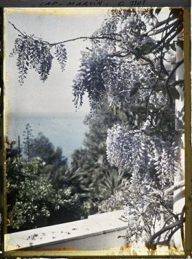 Image représentant le Jardin glycines