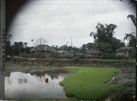 Image représentant Les semis de riz en pépinière dans un village