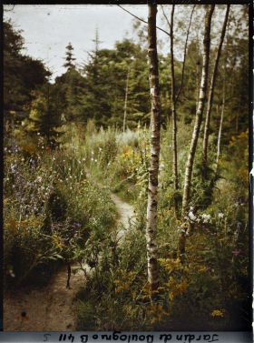 Image représentant La prairie en fleurs au pied des bouleaux de la forêt dorée