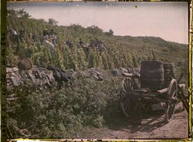 Image représentant Groupe de vendangeurs au travail