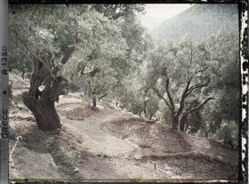 Image représentant Terrasses à oliviers fraîchement arrosées