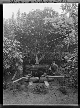 Image représentant Jardiniers procédant à la plantation d'un arbre
