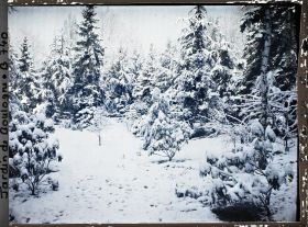 Image représentant Forêt bleue sous la neige