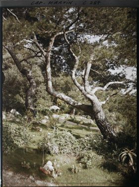 Image représentant Cap-Martin - Le Jardin