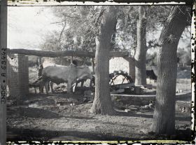 Image représentant Manège élévatoire d'eau, actionné par une paire de boeufs