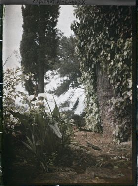 Image représentant Arums et cyprès au bord d'un chemin surplombant la mer