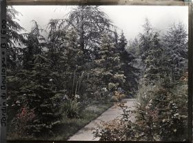 Image représentant La forêt dorée et la prairie