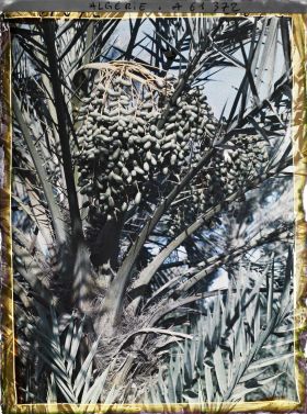 Image représentant Un régime de dattes de l'oasis de Ghardaïa