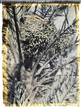 Image représentant Un régime de dattes de l'oasis de Ghardaïa