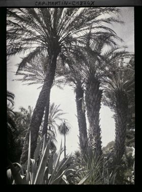 Image représentant Groupe de palmiers dominant diverses plantes exotiques, vu en direction de la mer
