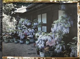 Image représentant Glycines, azalées et calcéolaires en pots fleuries, devant la maison est du " village japonais "