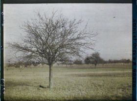 Image représentant France, Les Clayes, Un pommier