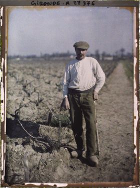 Image représentant France, Blanquefort, Cépage rouge dit "Sauvignon" (hauteur Comparée à Celle d'un homme)