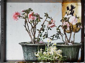 Image représentant Une pivoine de Chine fleurissant le pied de l'autel des ancêtres à l'époque de la fête du Têt