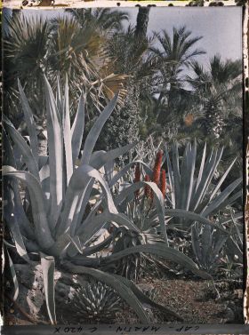 Image représentant Cap Martin Le Jardin