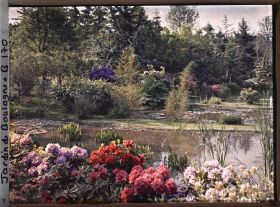 Image représentant Massif de rhododendrons et d'azalées bordant les étangs du marais à l'est
